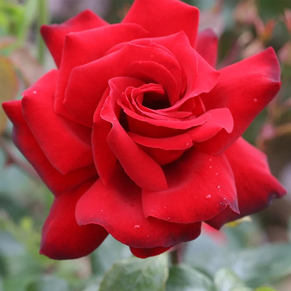 Black Tea Rose One Heirloom Own-Root by Gallon Roses Beauty® Hybrid