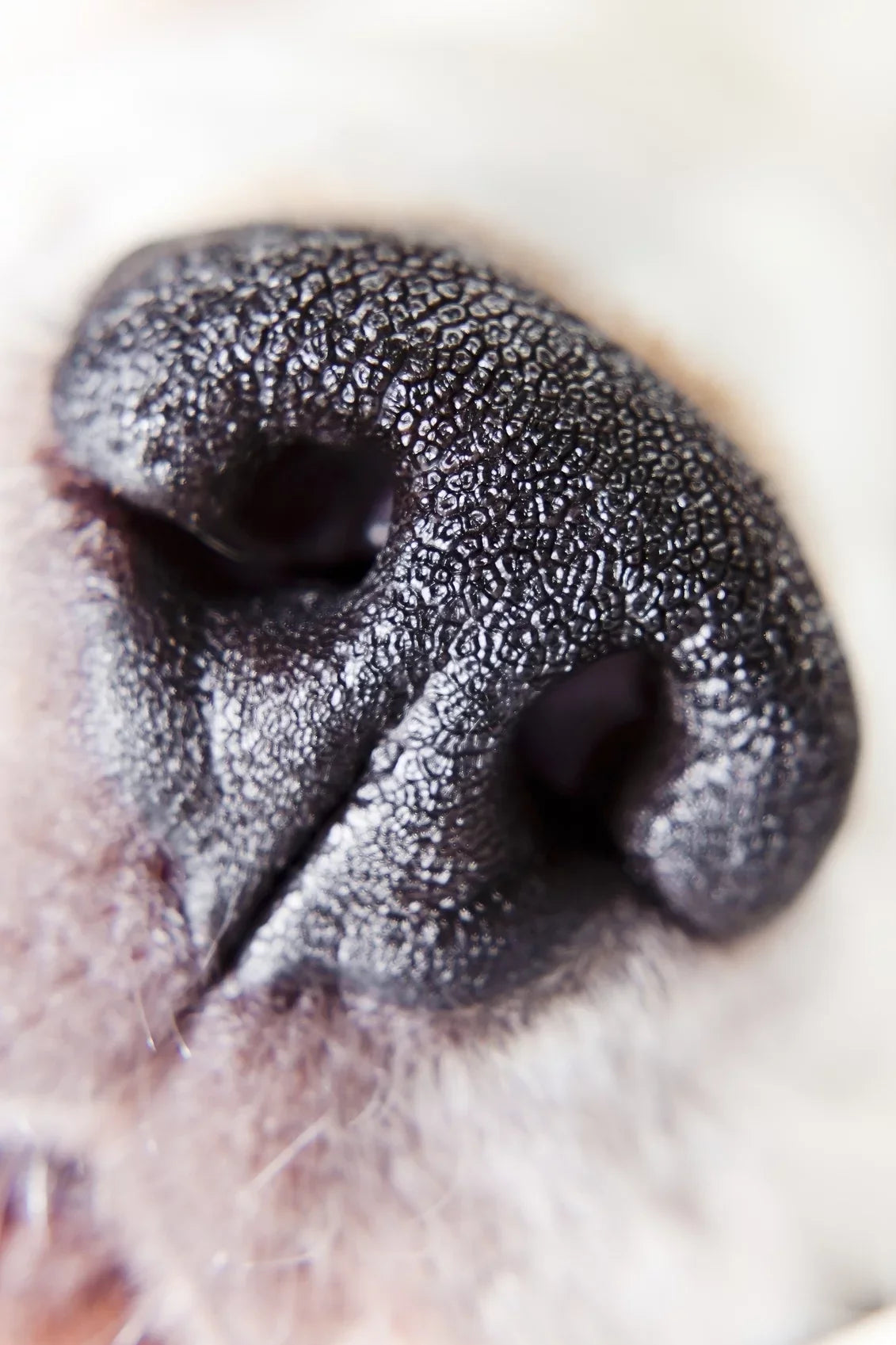 (67mm) Alpha 2 Definition Element (Macro) Sony 10x High A6000 Close-Up Lens