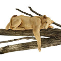 Lioness Namibia Of