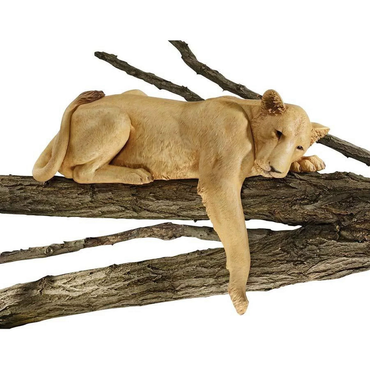 Lioness Namibia Of