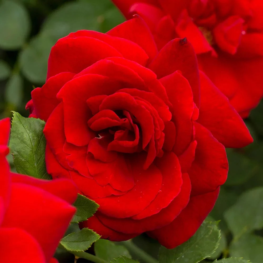 Black Tea Rose One Heirloom Own-Root by Gallon Roses Beauty® Hybrid