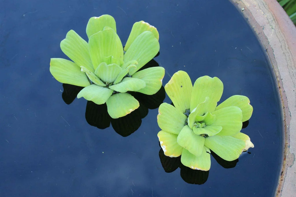 and Pond Premium Gardens Live Liquid riums Plants 5 Lettuce Easy for Floating Liquid -