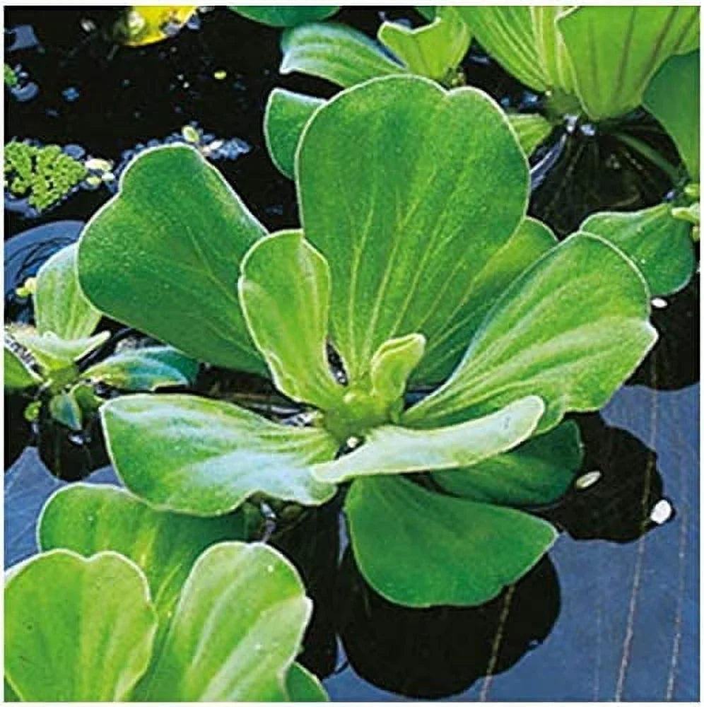 and Pond Premium Gardens Live Liquid riums Plants 5 Lettuce Easy for Floating Liquid -